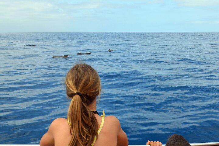 Respectuosa baleia observando em um barco de madeira e nadando