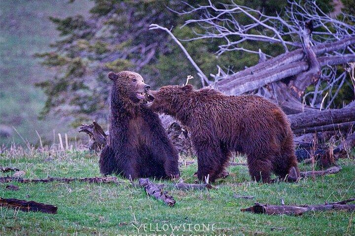 Yellowstone: Private Führung