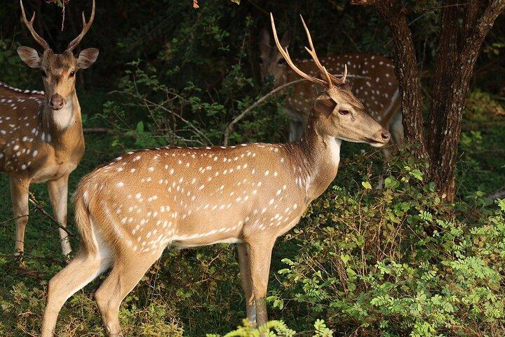 Excursión de un día al Safari Yala desde Bentota/ Kalutara/ Ahungalla/ Hikkaduwa