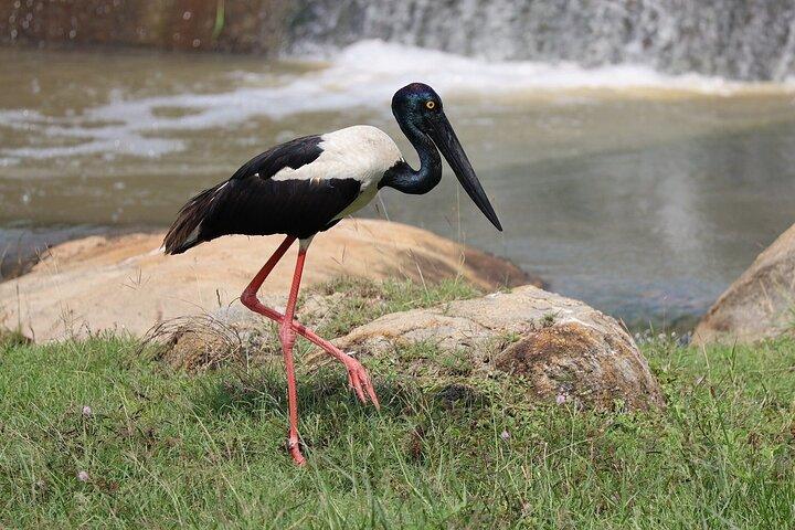 Excursión de un día al Safari Yala desde Bentota/ Kalutara/ Ahungalla/ Hikkaduwa