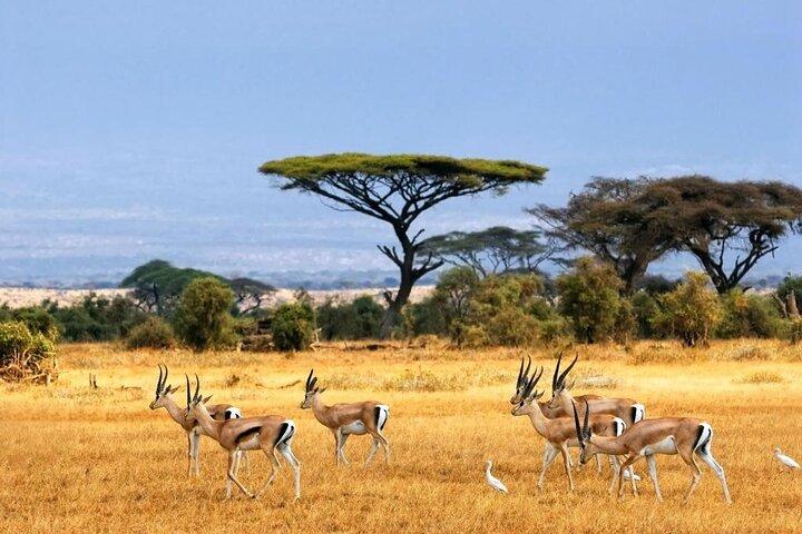 2 días de aventura en safari en el Parque Nacional del Serengeti