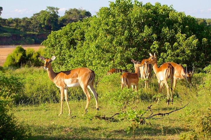 Riserva naturale di Tala, Phezulu Safari Park & Market Tour da Durban