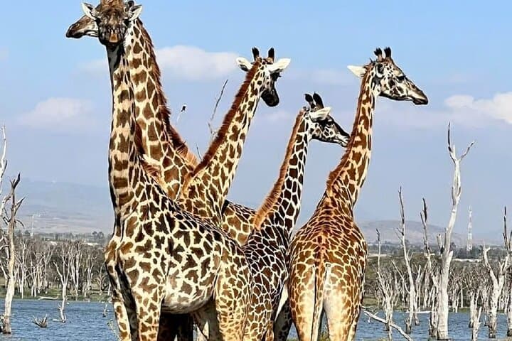 Day Trip Hells Gate Bike Ride and Lake Naivasha Boat Ride