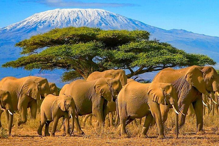 3-dagars Amboseli National Park Jeep Safari