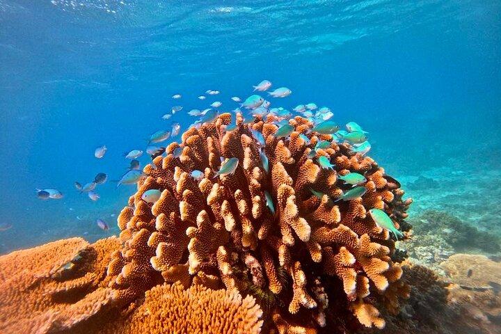 Great Barrier Reef Kleine Gruppe Schnorchelabenteuer