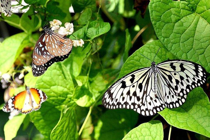 Entrée au KL Butterfly Park avec les monuments célèbres de Kuala Lumpur