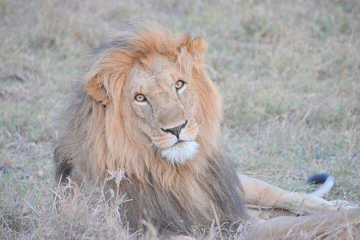 野生動物愛好家のためのナイロビ国立公園ガイド付きサファリツアー