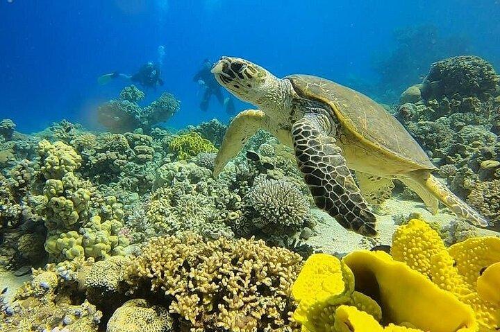 Uma aventura de mergulho especial no Mar Vermelho Aqaba