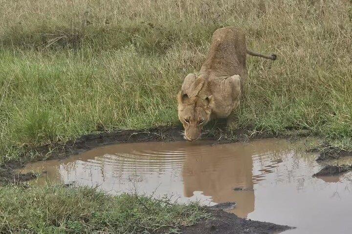 Safari en el Parque Nacional de Nairobi - Morning Game Drive