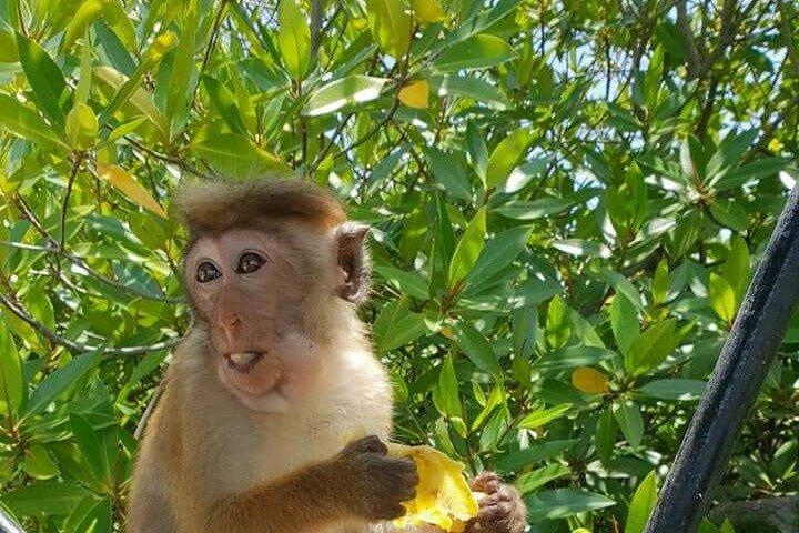 トゥクトゥクによるニゴンボ観光ツアー