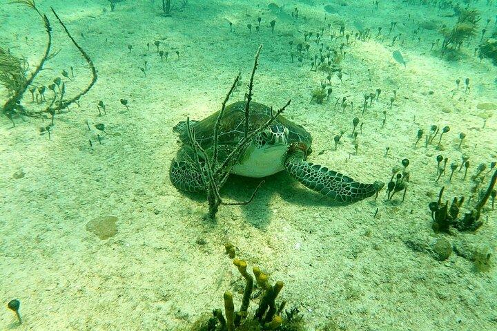 Melhores 4 aventuras de snorkel em Bimini