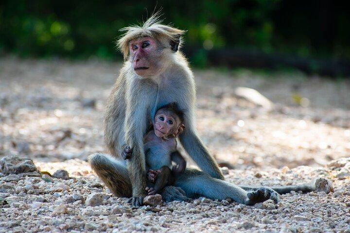 Udawalawe National Park – 4 timer privat jeepsafari (afhentning)