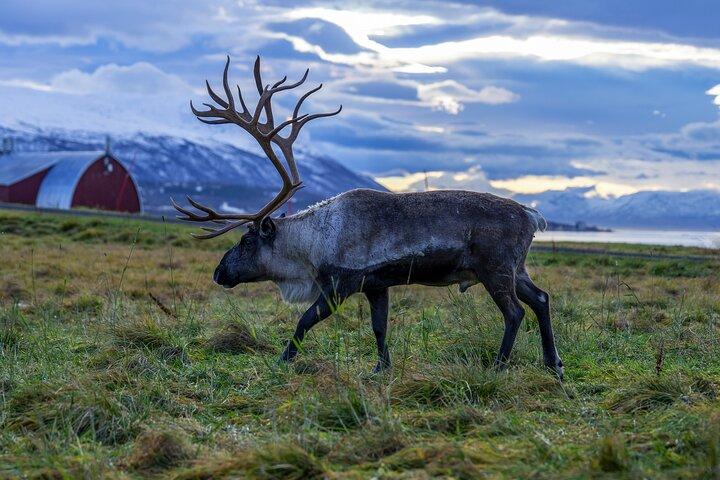 Tromsö : Stor bussfjordtur med gratis bilder och djurliv