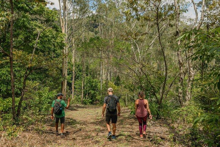 Hiking in the Black River Gorges National Parc - Native Forest