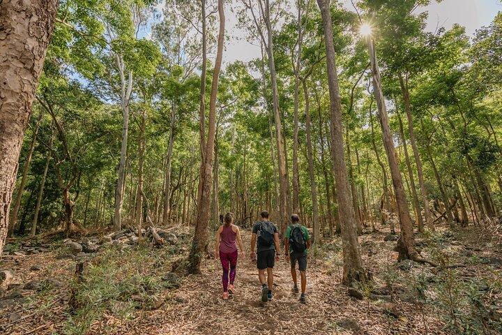Hiking in the Black River Gorges National Parc - Native Forest