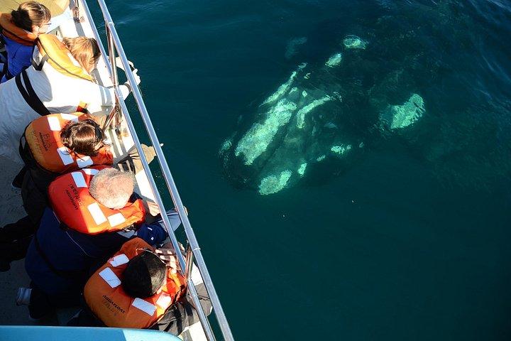 Valdes Peninsula Full Day Tour