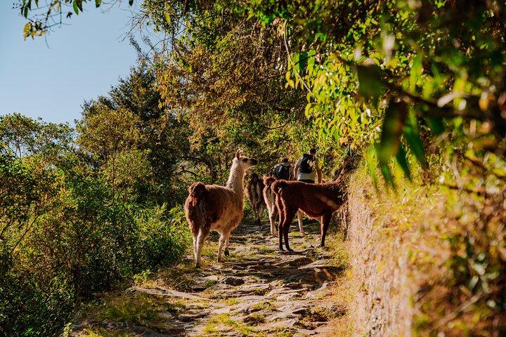 Excursão de 4 dias a Machu Picchu