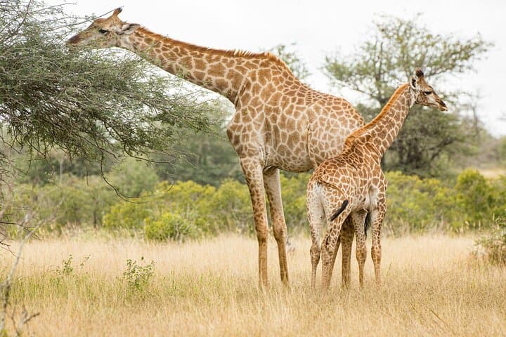 6 Days Masai Mara Lake Nakuru and Lake Naivasha Safari