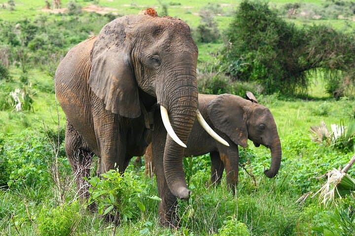 6 Days Masai Mara Lake Nakuru and Lake Naivasha Safari