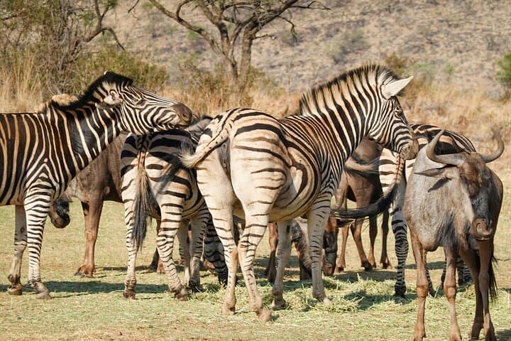 6 Days Masai Mara Lake Nakuru and Lake Naivasha Safari