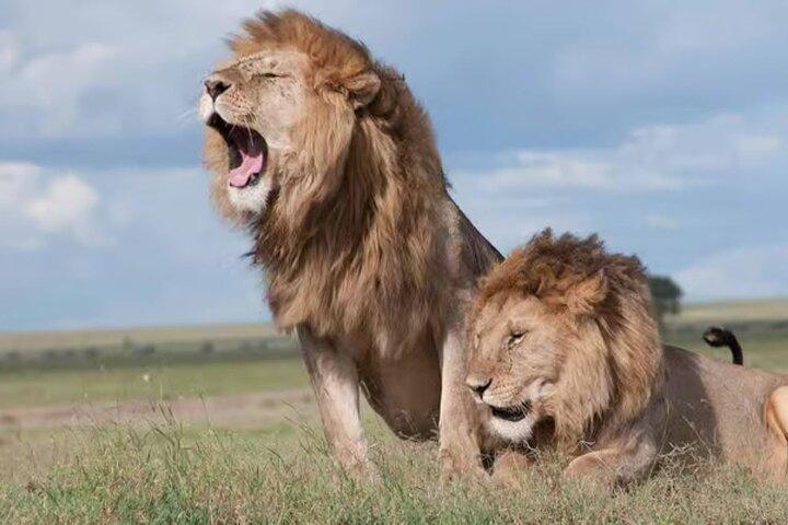 Nairobi National Park Safari - Aventura Big 4 a pocos minutos