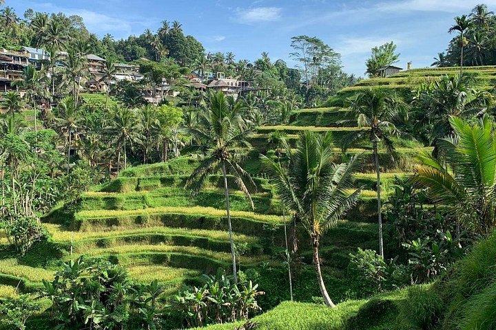 Ubud Tour Tempio Sacro Cascata Terrazza di riso e Art Village