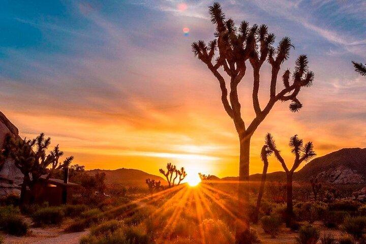 Joshua Tree Stargazing med Outlet Shopping fra Los Angeles