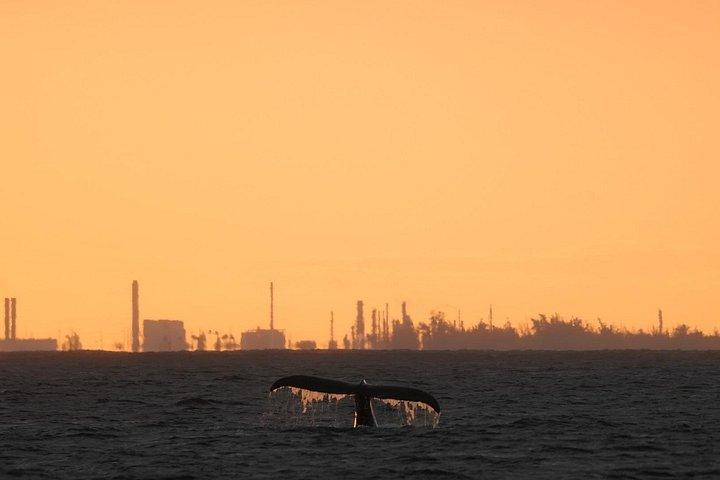 BYOB Sunset Cruise Waikiki
