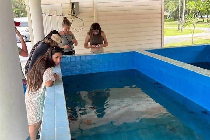 Visite privée de Phuket en minivan tortue marine