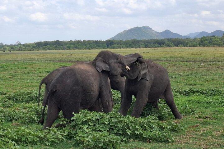Tour di 10 giorni tutto incluso dello Sri Lanka con Bed & Breakfast e giro in Tuk Tuk