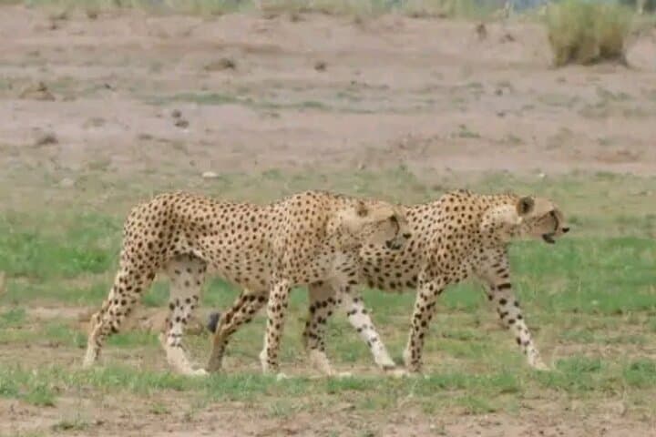 3 Days 2 Nights Masai Mara Safari Witness the Jungle Experience