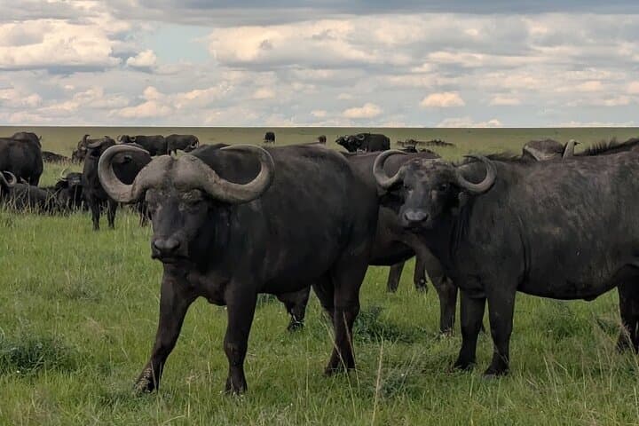 3 Days 2 Nights Masai Mara Safari Witness the Jungle Experience