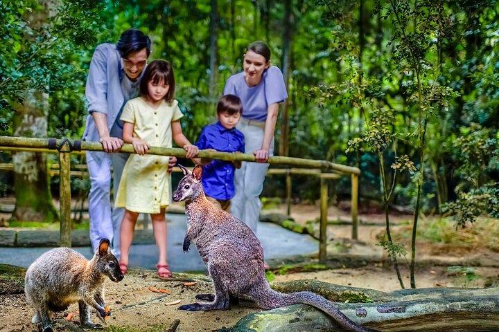 Bilhetes para Night Safari Singapore com passeio de trens