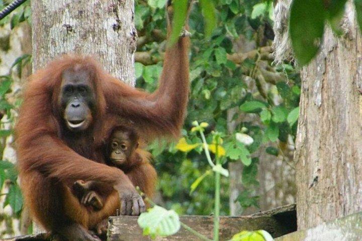 セピロク・オランウータンと熱帯雨林ディスカバリーセンター終日ツアー
