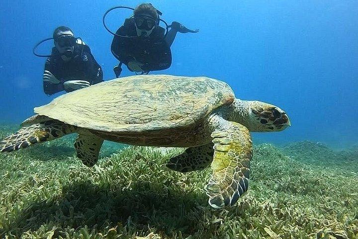 紅海アカバでの特別ダイビングアドベンチャー