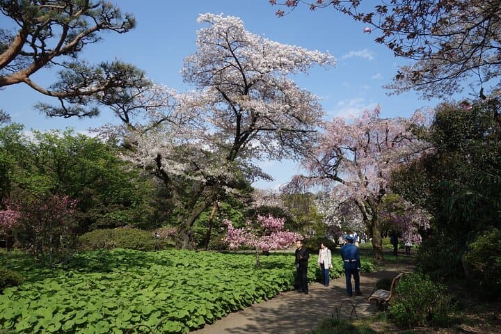 Shinjuku Gyoen National Garden 2 Hour Walking Tour