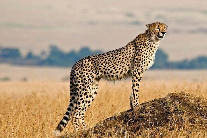 2 días de aventura en safari en el Parque Nacional del Serengeti