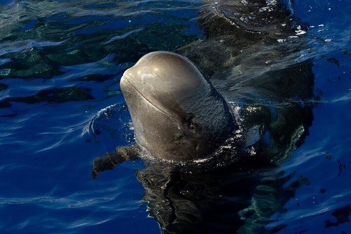 Garantito Dolphin/Whale Watch