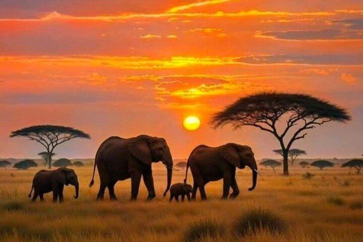 3 Tage Amboseli Gruppensafari