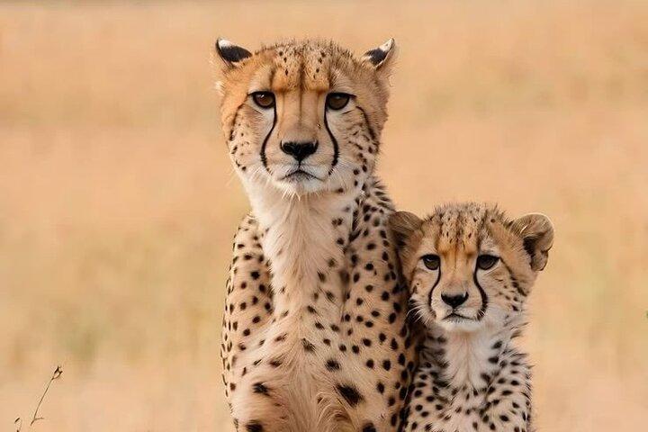 3 Tage Amboseli Gruppensafari