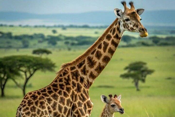 3 Tage Amboseli Gruppensafari