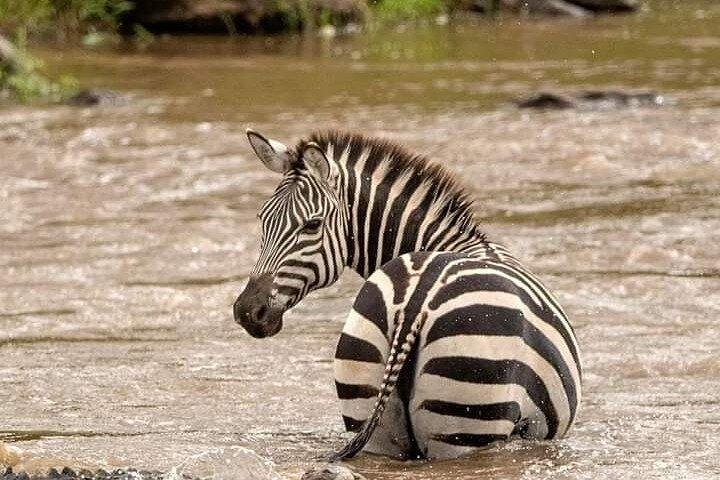 3 Tage Amboseli Gruppensafari