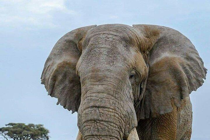 3 Tage Amboseli Gruppensafari