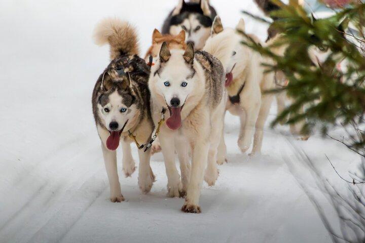 Rovaniemi : Kør dit eget huskyhold (5–8 km) og grill
