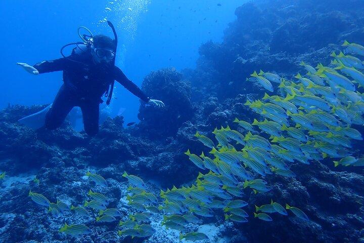[Halbtagesausflug] Tauchen und Schnorcheln auf einem privaten Boot auf der Insel Ishigaki - Anfänger willkommen!!~