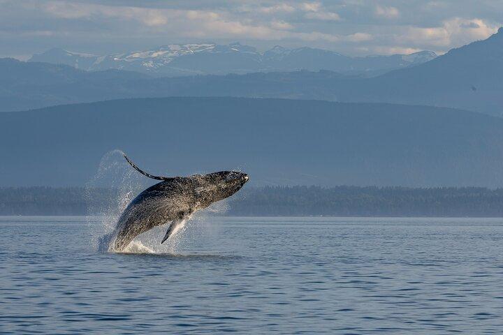 Covered Boat Whale Watching 6 - Uretur fra Campbell River