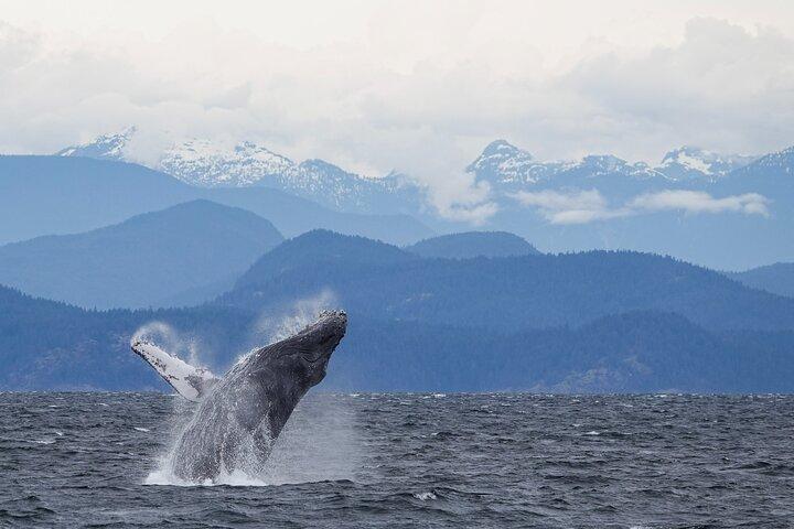 ゾディアックボートクジラと野生動物4-キャンベルリバーからの1時間ツアー