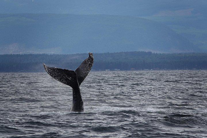 ゾディアックボートクジラと野生動物4-キャンベルリバーからの1時間ツアー