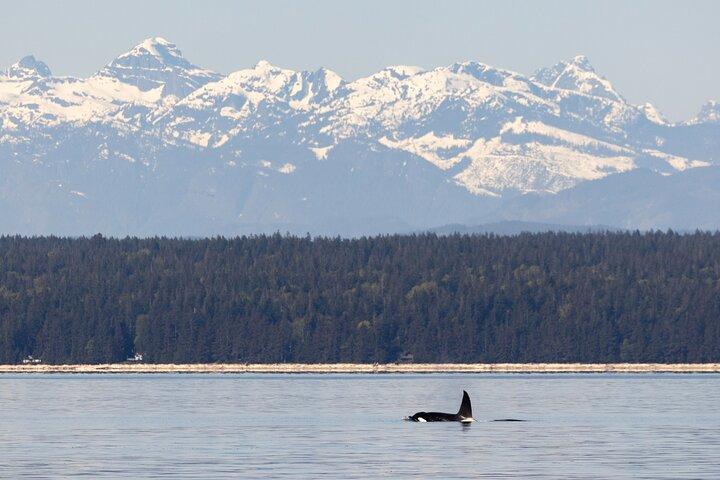 ゾディアックボートクジラと野生動物4-キャンベルリバーからの1時間ツアー