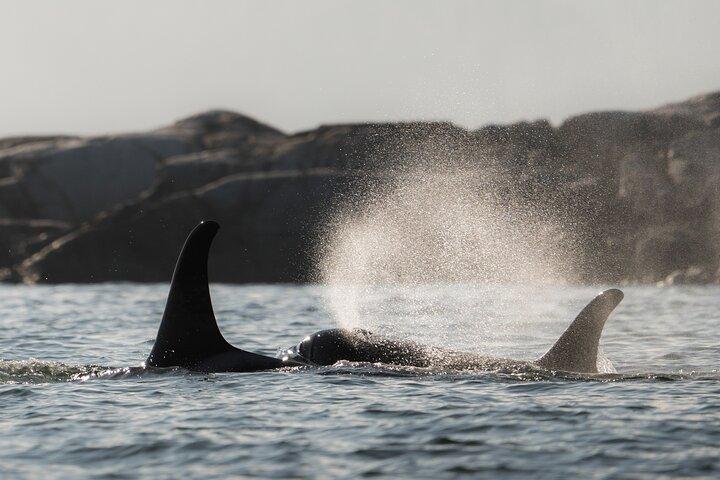 Zodiac Boat Whale and Wildlife 7 - 8 - Stunden Tour ab Campbell River